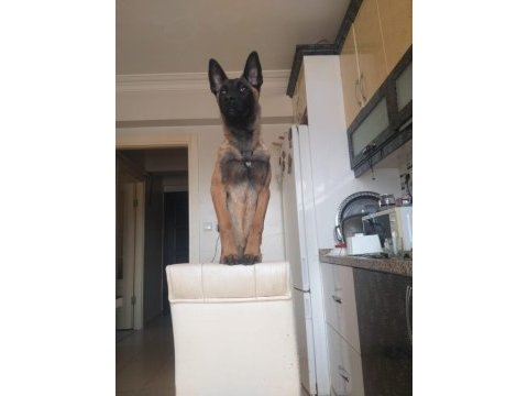 Güzel malinois kızımız deyzi