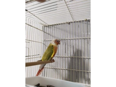 Pineapple conure papağanı 7 aylık