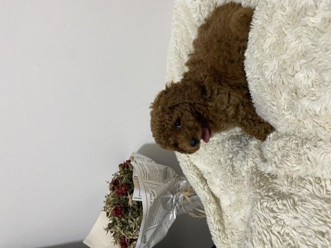 Mükemmel toy poodle yavrumuz