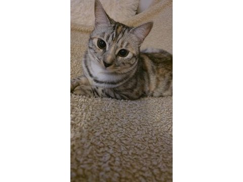 Bengal kedisi
