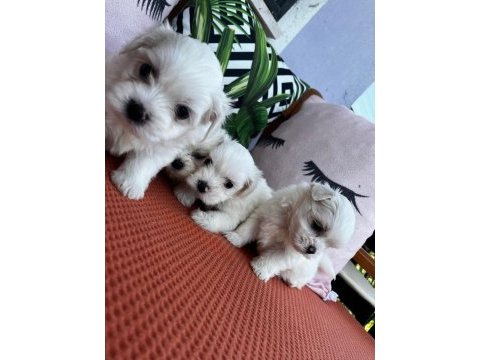 Orjinal maltese terrier yavrular