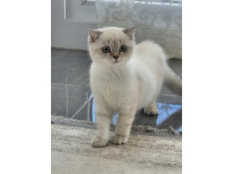 Tatlı minik kedilerim