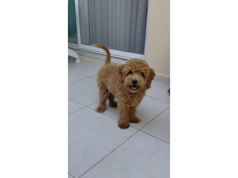 6 aylık erkek maltipoo aşıları tam