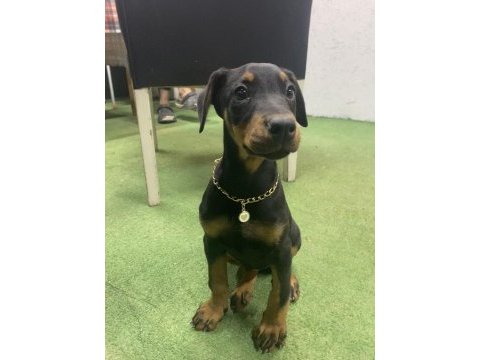 3 aylık doberman eğitimli karneli
