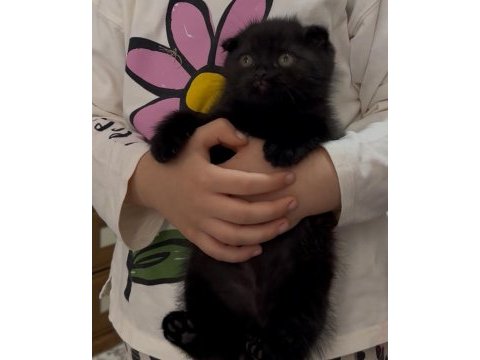 Scottish fold kedisi