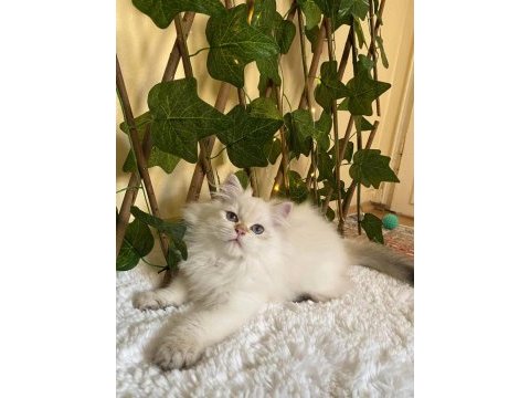 Anne baba full şecereli mükemmel bir evlat kedimiz