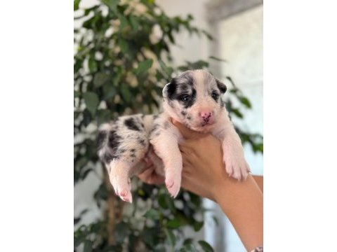Tricolor merle border collie yavrularımız