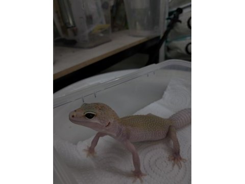 Leopar gecko