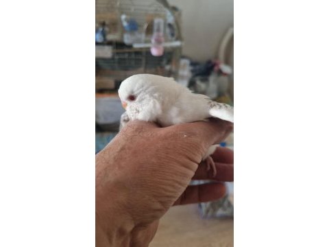 Yavru albino muhabbet kuşu