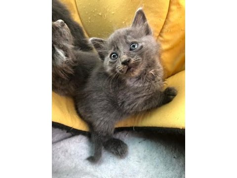 1 russian blue kedim kaldı onuda sahiplendirmek istiyorum