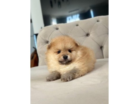 Dişi ve erkek pomeranian boo kardeşler
