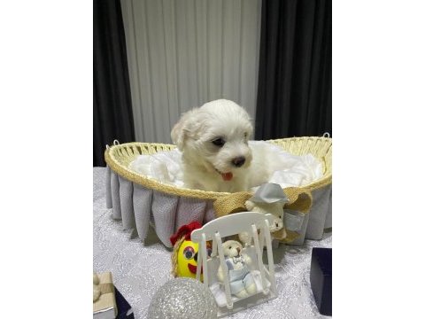 A şecereli babadan maltese yavrular