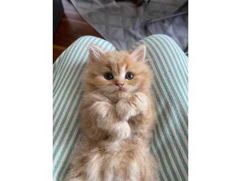 British longhair kedisi