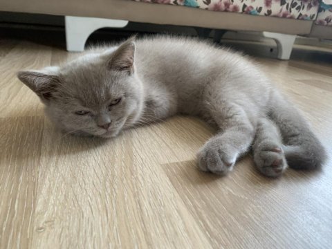 2 mayıs doğumlu british shorthair erkek