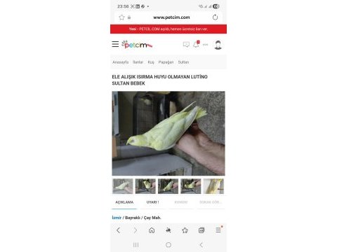 Ele alışık ısırma huyu yok sultan papağanı