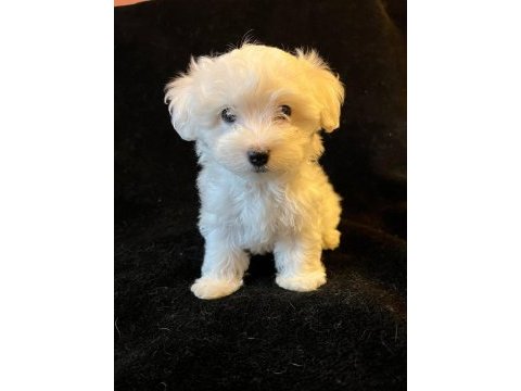 Maltese yavrularımız hazırdır