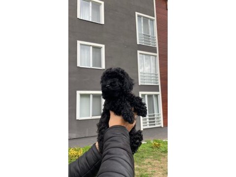 Safkan siyah poodle dişi bebek