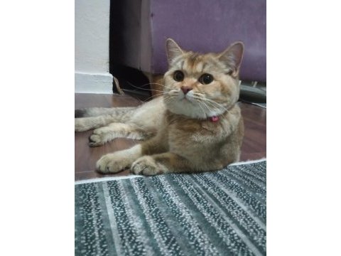 British shorthair golden black acill sahiplendirilecektir