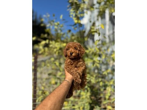 Harika anatomide toy poodle bebekler