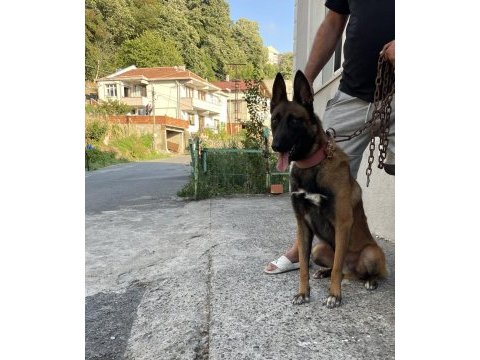 2,5 yaşlı şecereli belçika malinois