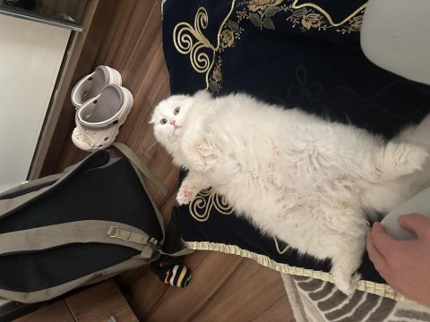 1 yaşında scottish fold beyaz