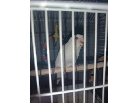 Kırmızı göz albino yavru muhabbet kuşu