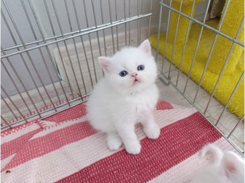 Güzel iran kedisi bebeğim