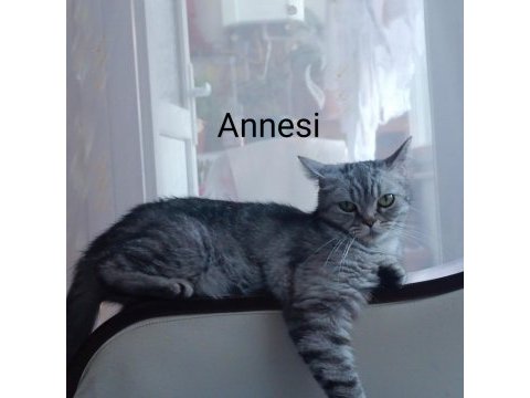 3 aylık dişi british shorthair