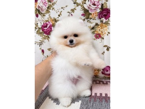 Karbeyaz pomeranian boo yavrular