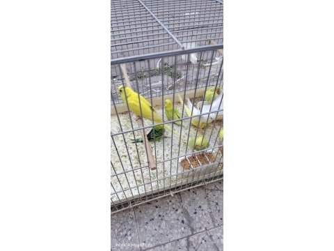 Yavru dişi erkek mevcut muhabbet kuşu