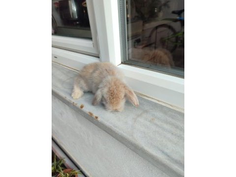 Hollanda teddy lop tavşan