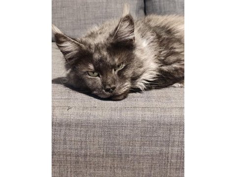 Xxxl maine coon şecereli
