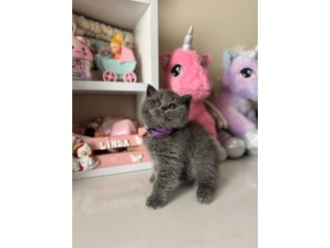 Safkan british shorthair dişi erkek yavrular