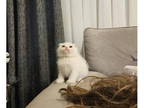 Aile sıcaklığında büyüyen scottish fold british yavrular