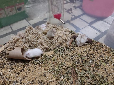 Çok tatlı miniş hamster yavrucaklar