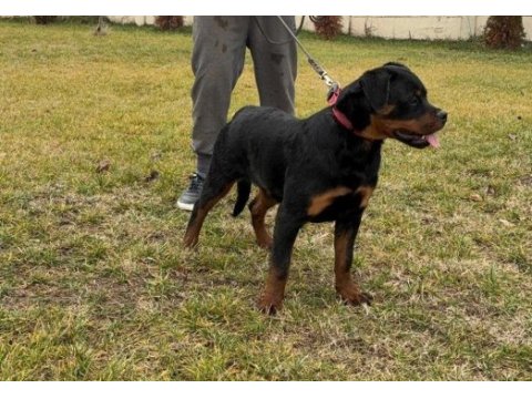 Safkan rottweiler yavrular