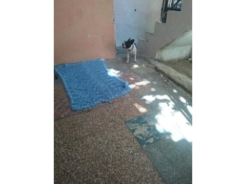 İzmir french bulldog köpeği