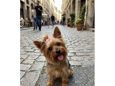 Çok sevecen minik prenses köpeğimiz