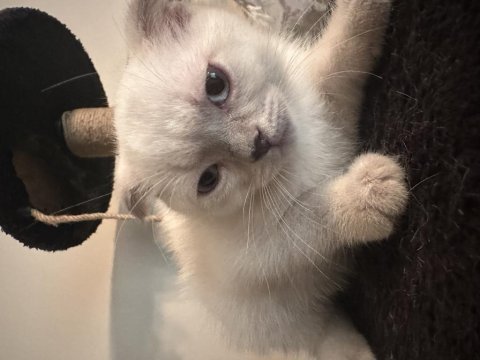 Sahibinden scottish fold kedimiz