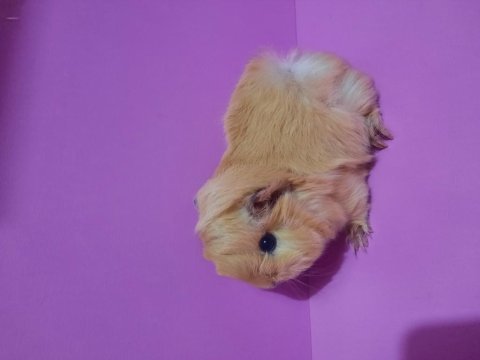 Peruvan guinea pig yavrularımız