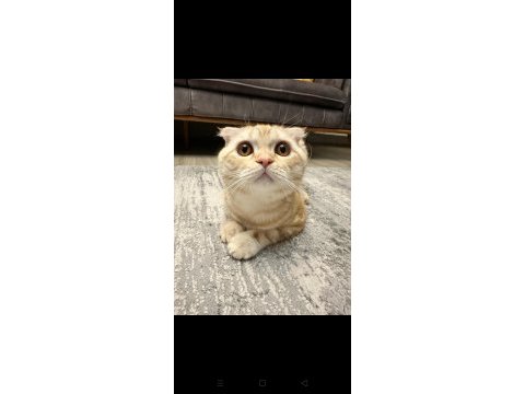 Scottish fold kedimiz