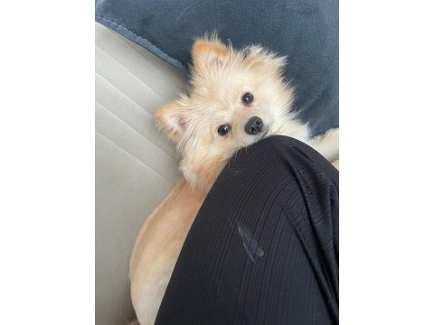 Köpeğimiz maya için kalıcı yuva arıyorum