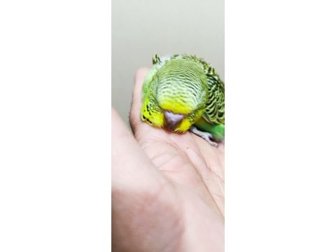 Jumbo muhabbet kuşu bebekler