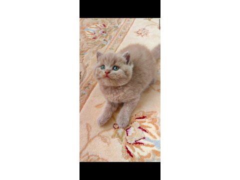 Lilac dişi erkek yavru kediler