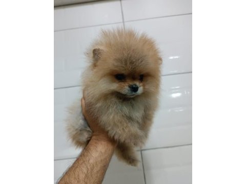 Orjinal ayı surat pomeranian boo yavrularımız