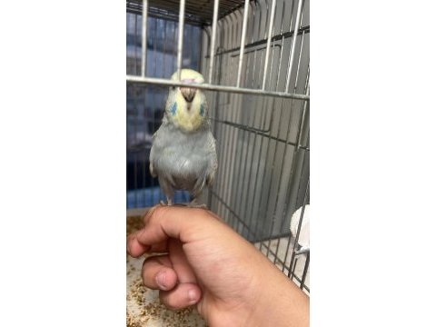 45 günlük show jumbo muhabbet kuşu paşa ele alışık