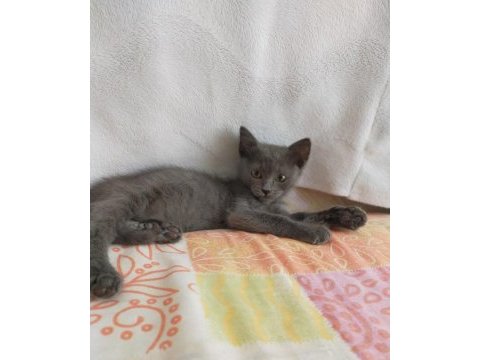 Gri british shorthair 3 aylık yavru kedi