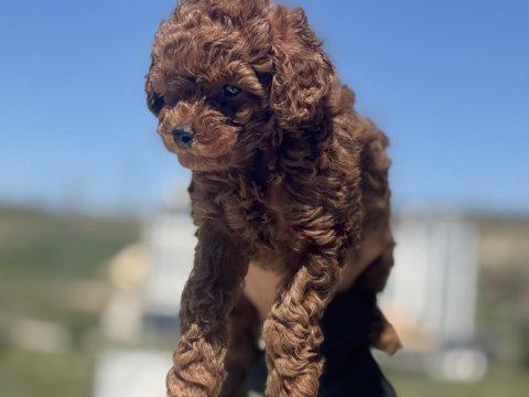 Yasal ruhsatlı çiftlikde ziyarete açık toy poodle