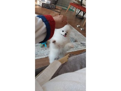 Sahibinden pomeranian boo