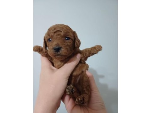 Kore red brown poodle a kalite bebek yüzlü 1 aylık oğlumuz